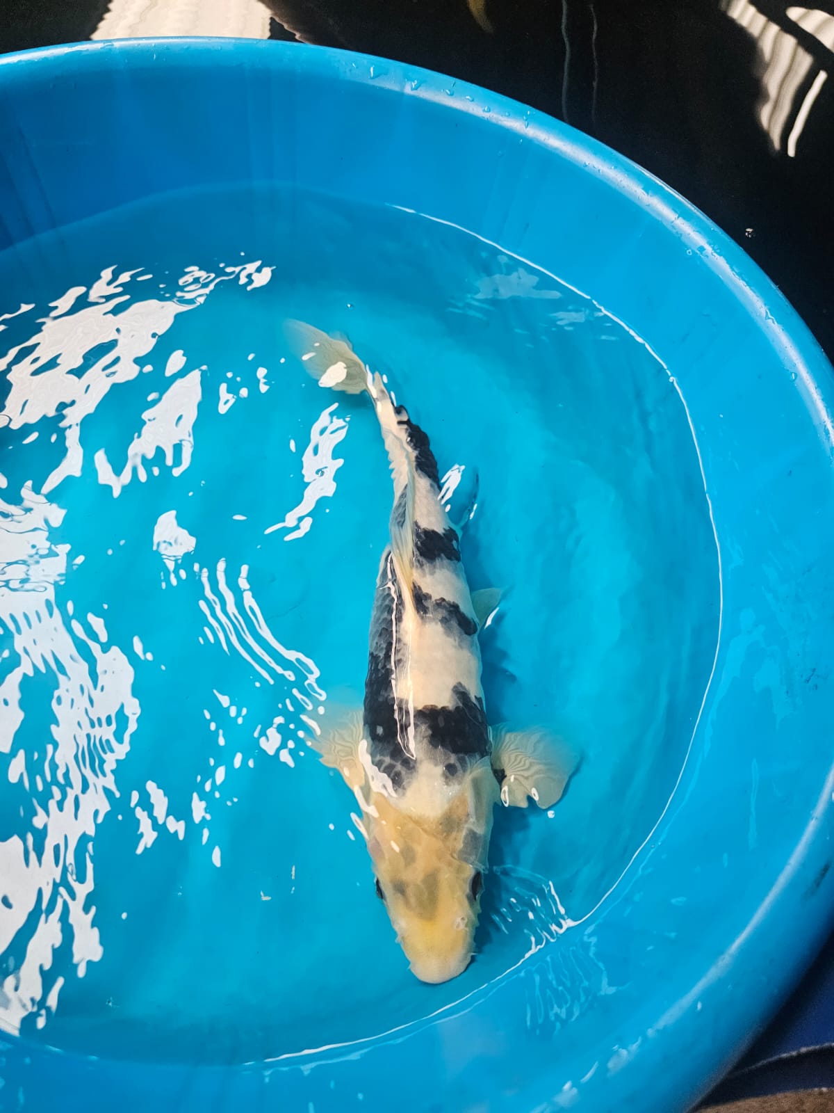 Imported handpicked Koi 30-40cm